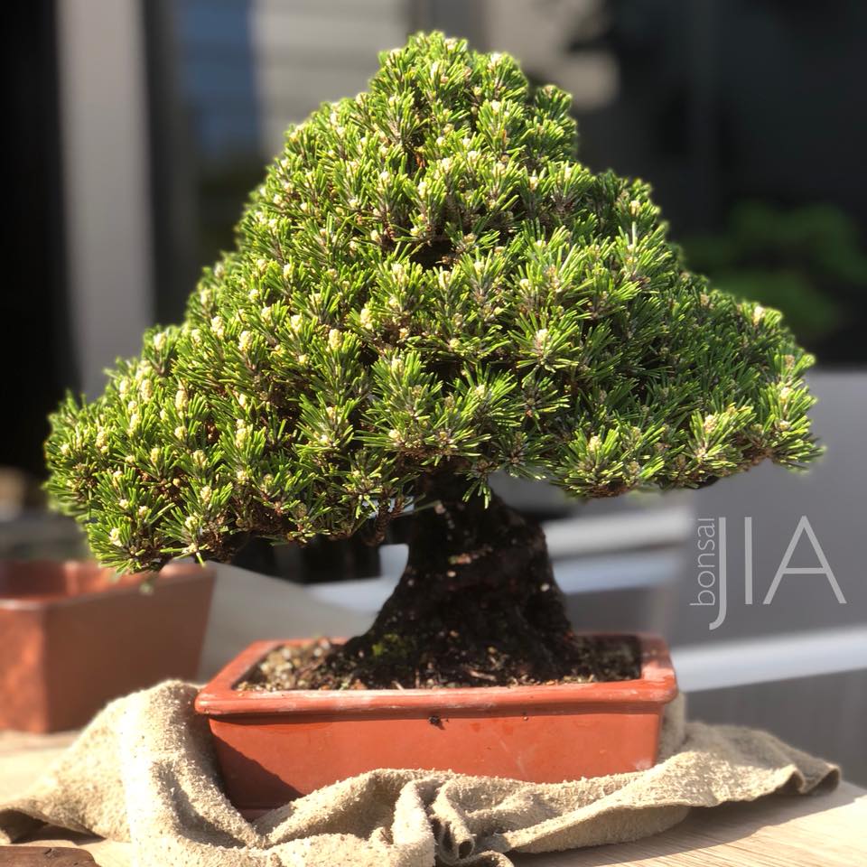 超希少で美しい「千寿丸」黒松 寿 八房 : r/Bonsai