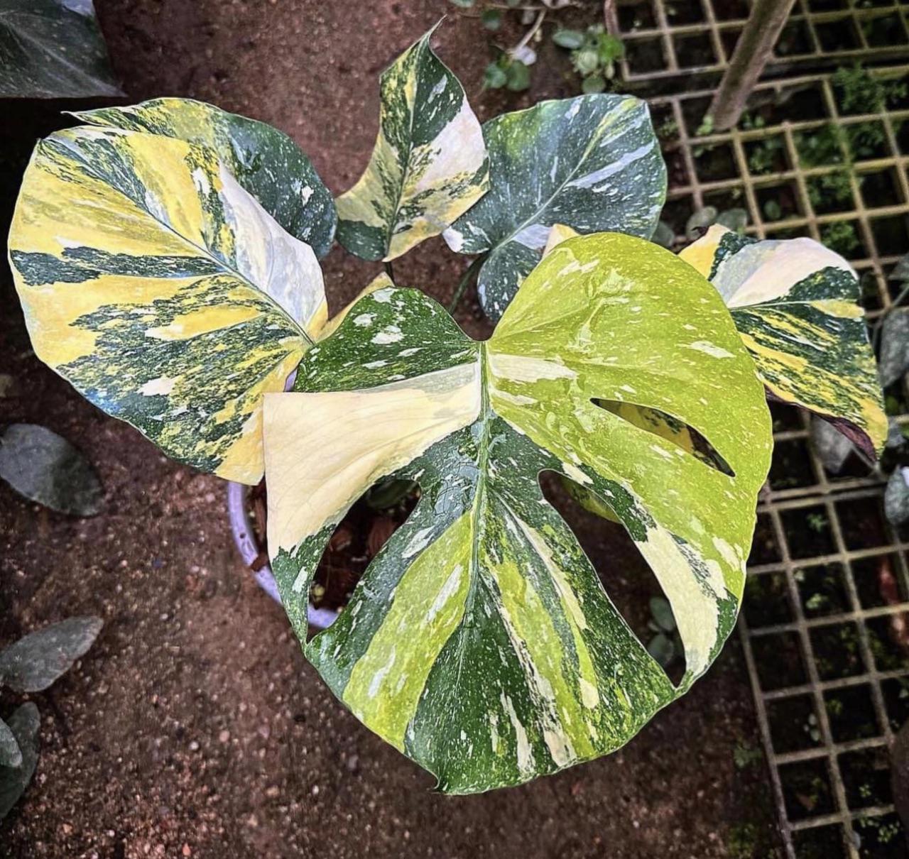 モンステラデリシオーサ トリカラー : r/RareHouseplants
