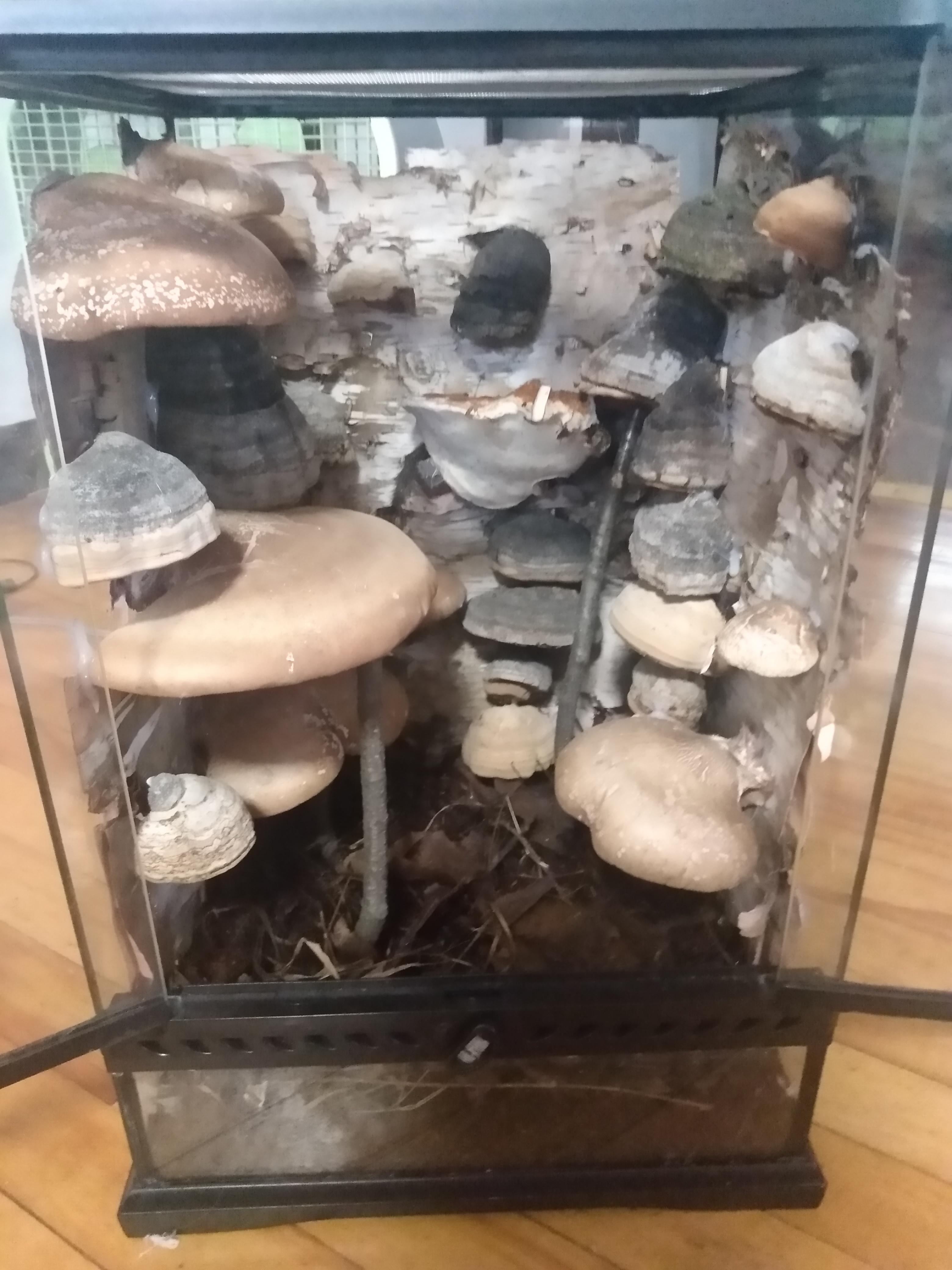 大きなサルノコシカケのキノコを乾燥保存する方法 : r/mycology