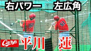 広島ドラ1】平川蓮フリーバッティング！存在感を観せる！柵越えも