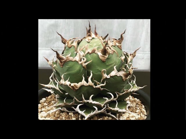 スーパー シーザーの発根管理（検 スーパーチタノタ 悪魔くん BAKEMONO