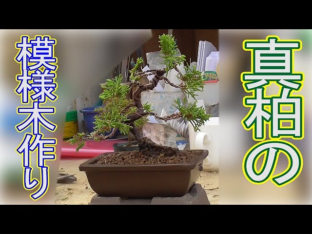 真柏の模様木作り - YouTube