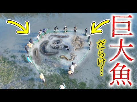 Shocking footage] Giant fish are chased into a reservoir with a