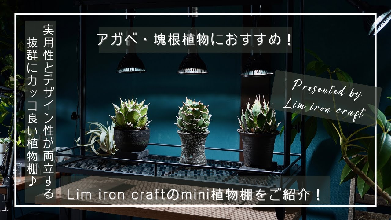Recommended for agave and other tuberous plants!] Introducing Lim
