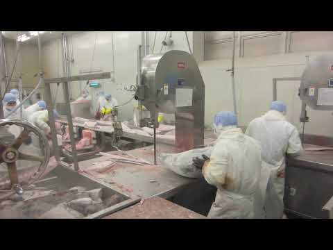 秋山機械_マグロ加工現場 (バンドソー：600S), AKIYAMA_Processing