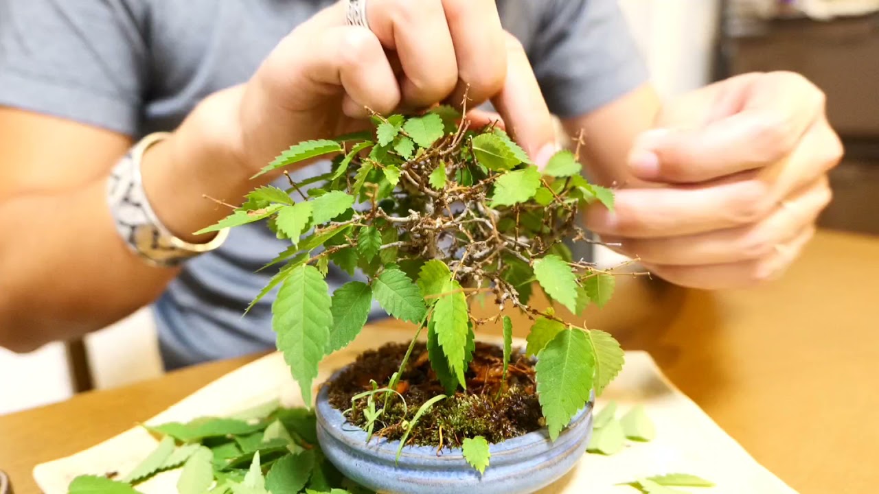 欅箒立ちシリーズ#1 買ってきた欅 全葉刈り&剪定して枝振りを確認