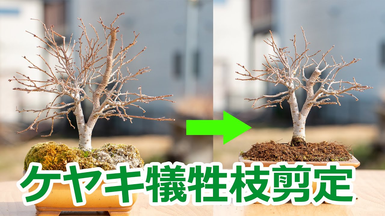 立性のケヤキ盆栽の剪定 - YouTube