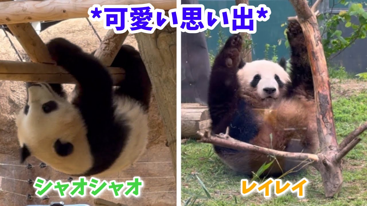 Cute memories 💚💛 ~Clumsy & Naughty Edition~] Xiao Xiao & Lei Lei