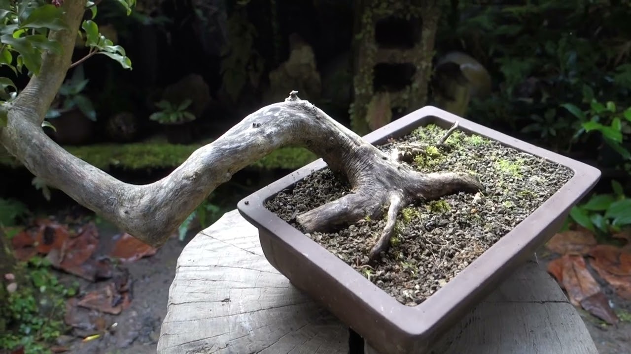 2022年に山採りしたアセビ（♯360）の成長記録 ♯493 - YouTube