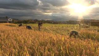 DVD*川口由一の自然農というしあわせwith辻信一 - ナマケモノ倶楽部