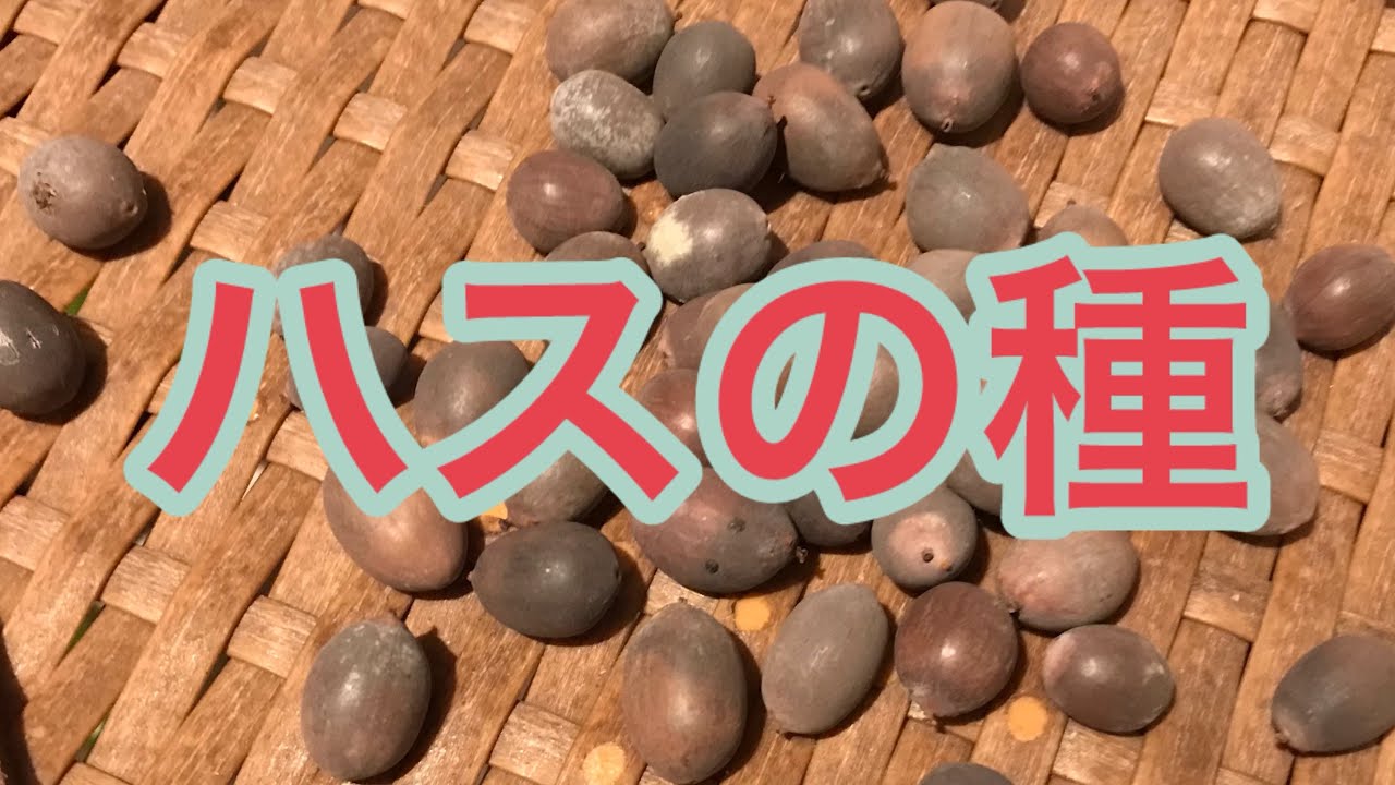 ハスの種】発芽から開花まで挑戦します！大賀ハス - YouTube