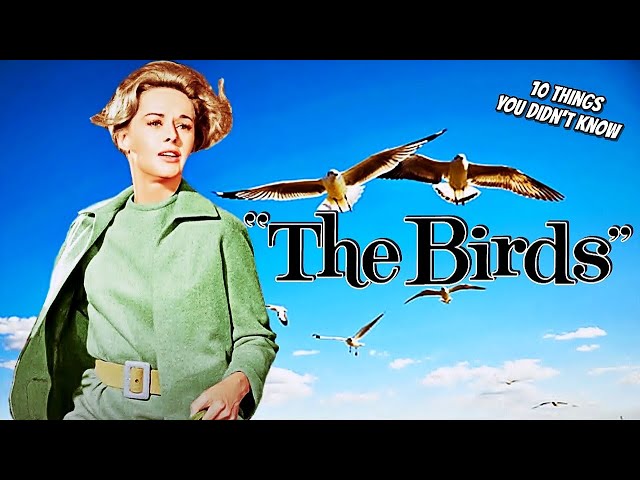 The Bird Who The Birds Didn't Die over the Winter Didn't Want