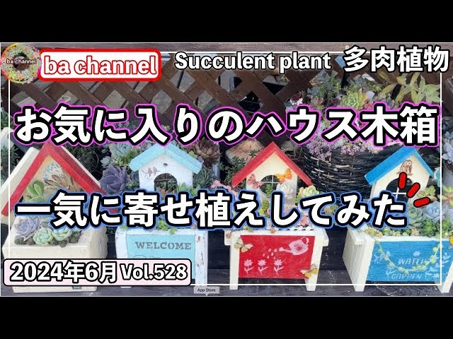 528{多肉植物} 使い続けて7年❣️手作り木箱の寄せ植え【ウッド