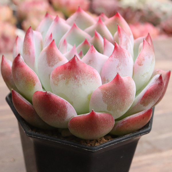 キャラリアン】の紹介ページ｜E-TANIKU（イータニク）