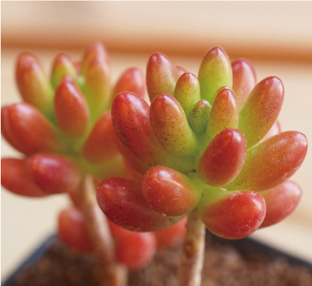 虹の玉】の紹介ページ｜E-TANIKU（イータニク）