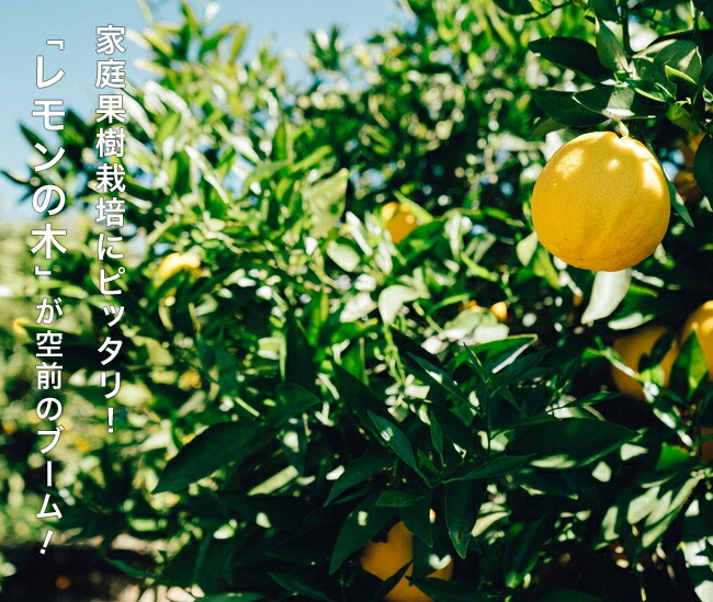 レモン21 柑橘 レモンの特徴と育て方 kaju_kankitsu-remon002-08