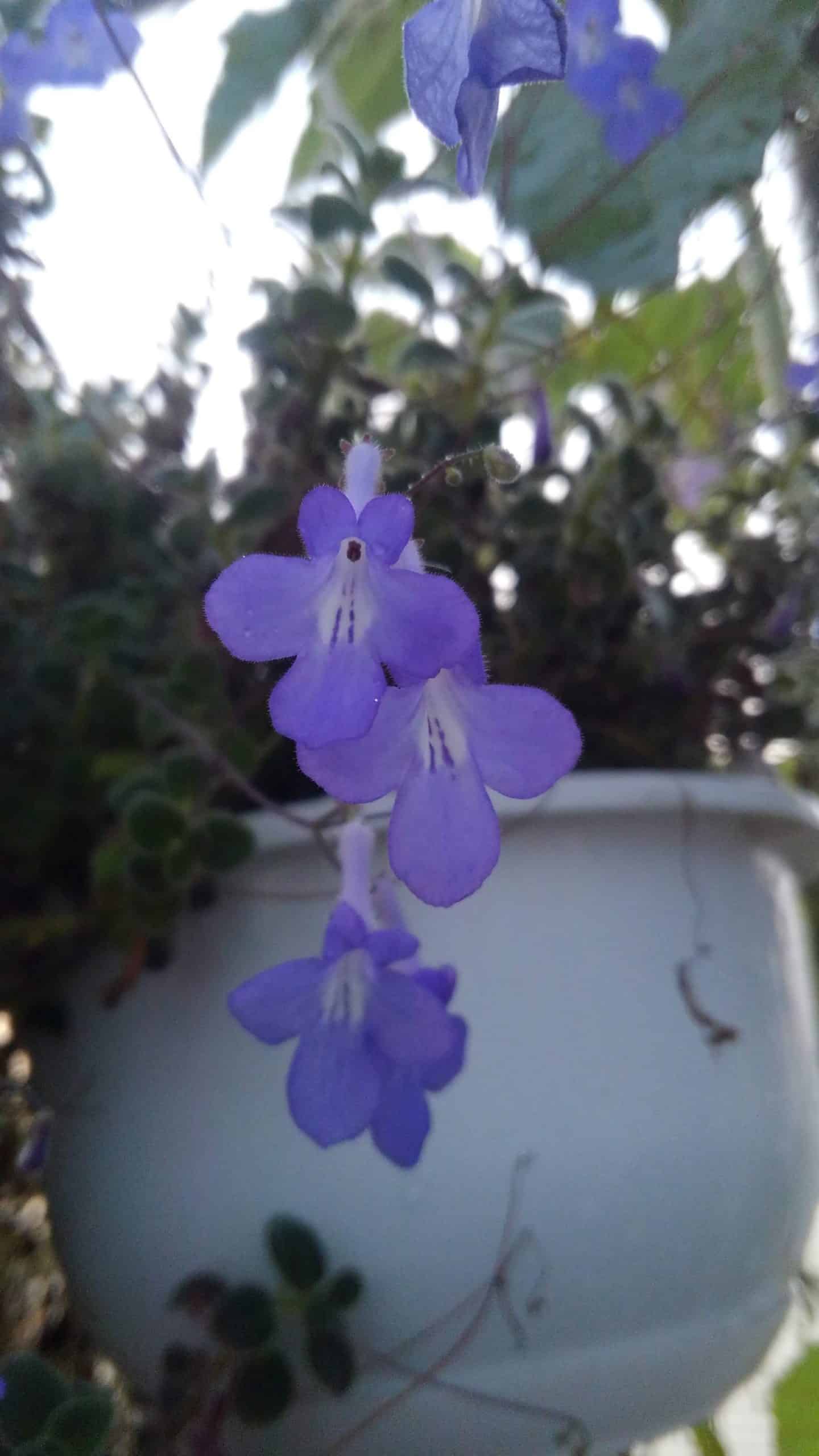 Blue and White Streptocarpella Bundle | Snowdrop Farm