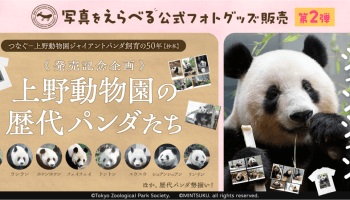 つなぐ -上野動物園ジャイアントパンダ飼育の50年【抄本】 | パンダフル