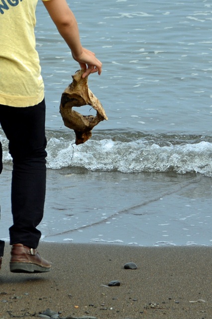 拾ったクジラの骨を、洗浄・漂白して標本にした方法の紹介 | 海獣記