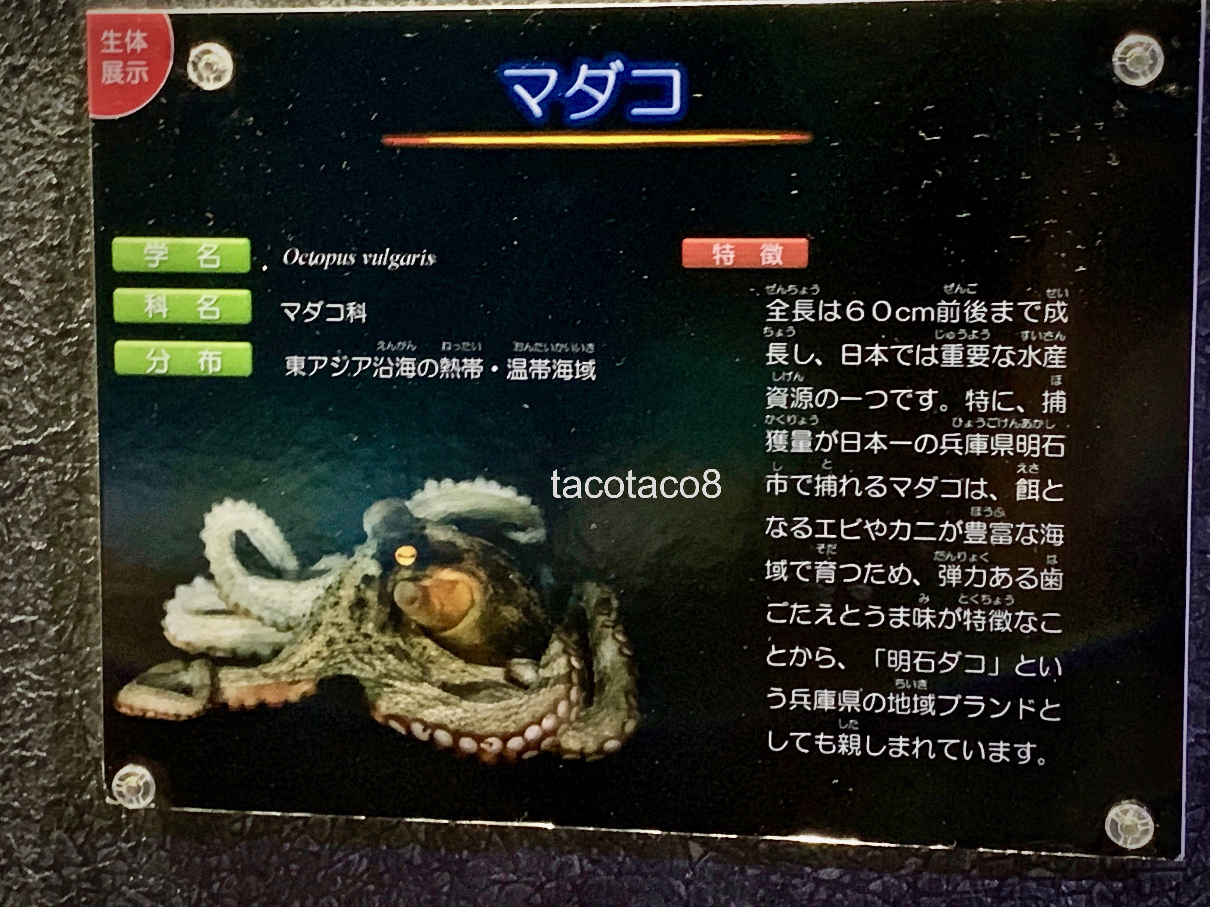 蛸(たこ)その驚くべき能力を探る」＠おたる水族館 – tacotaco8