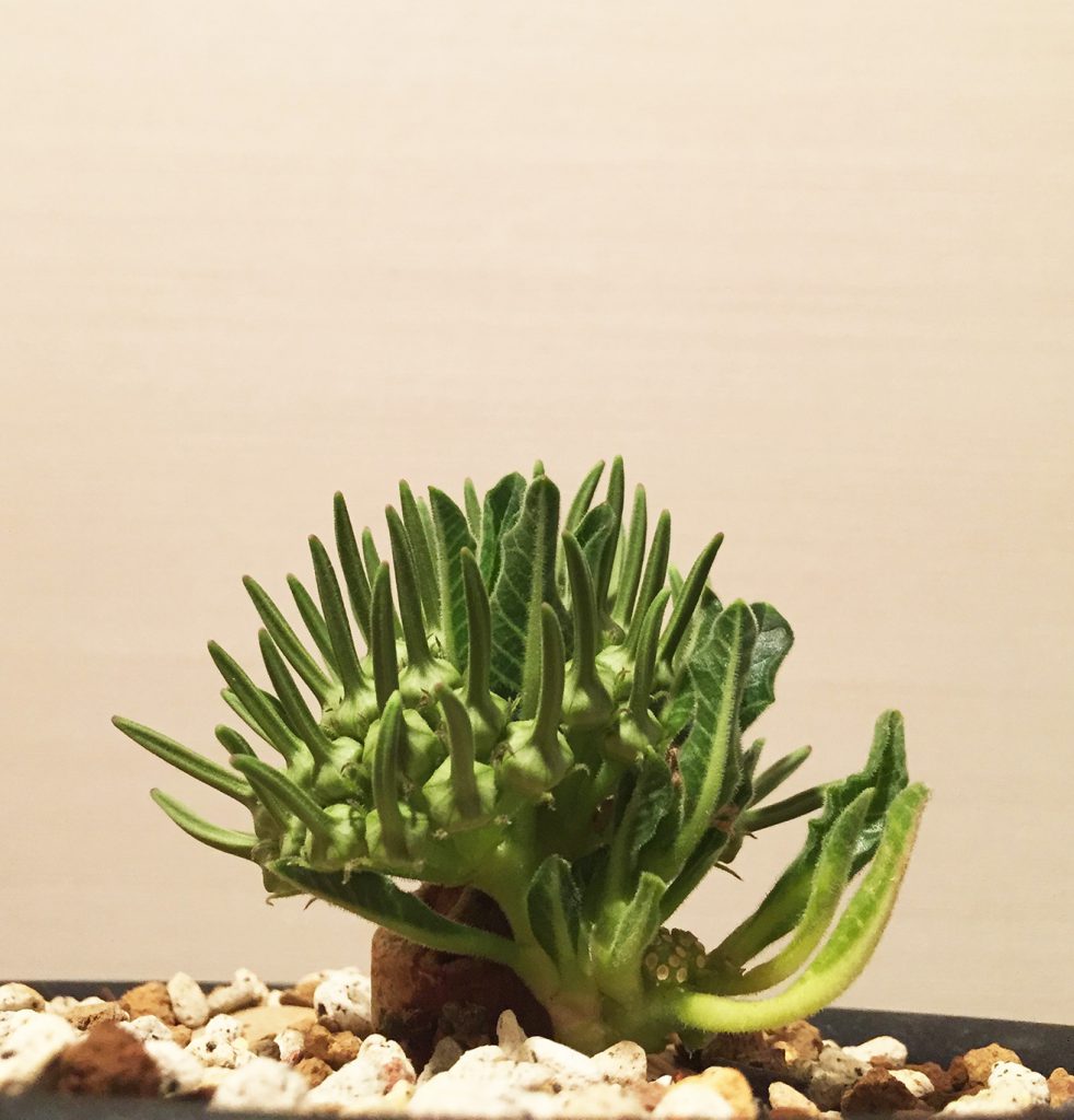 竜卵窟” ブラキステルマ バーベラエ (Brachystelma barberae) – twelve