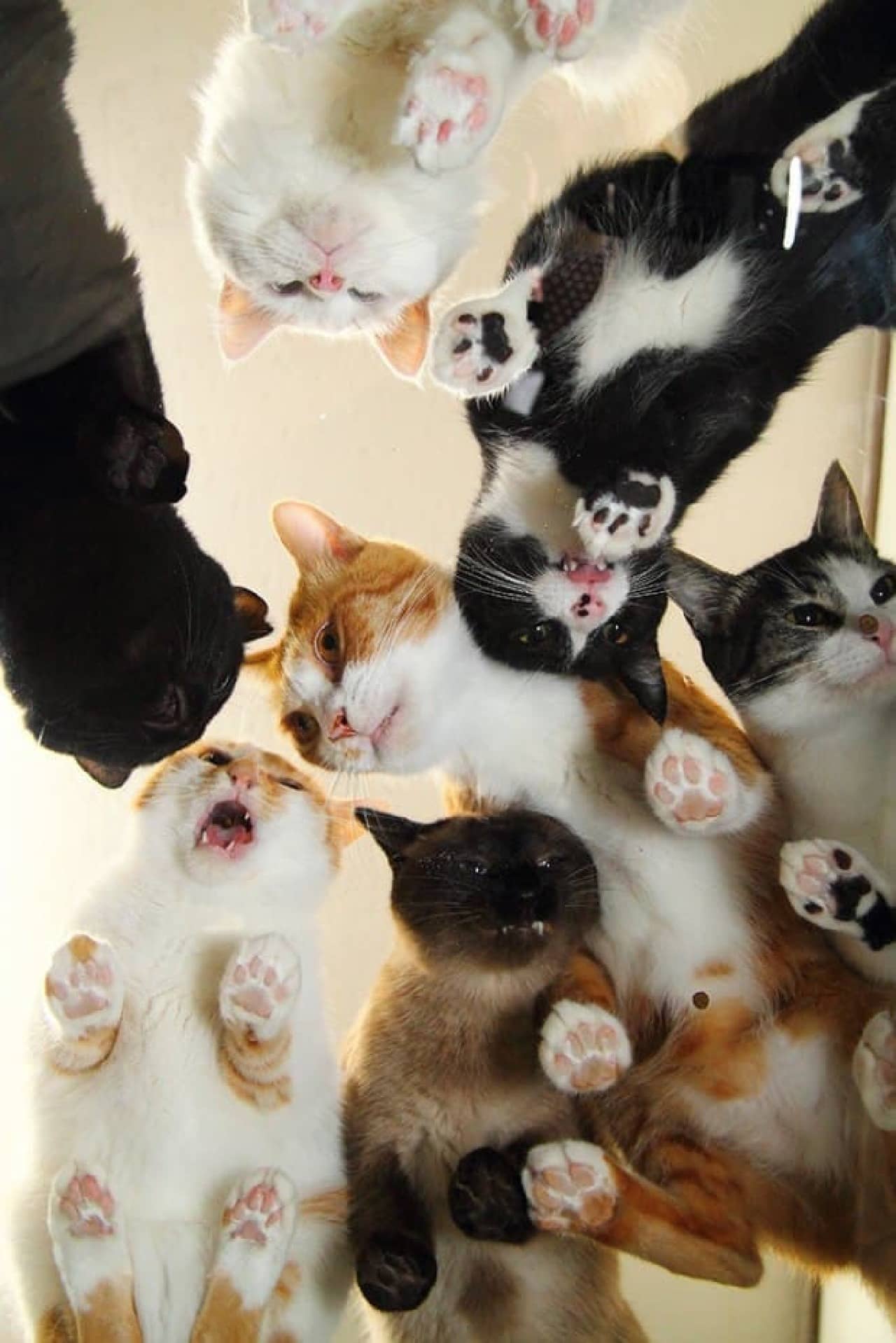 ネコ、下から見るか？外から見るか？－「にゃんたま」の芳澤ルミ子さん