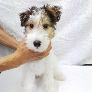 生後3ヶ月半です・一旦〆切ます」宮城県 - 犬の里親募集(269400