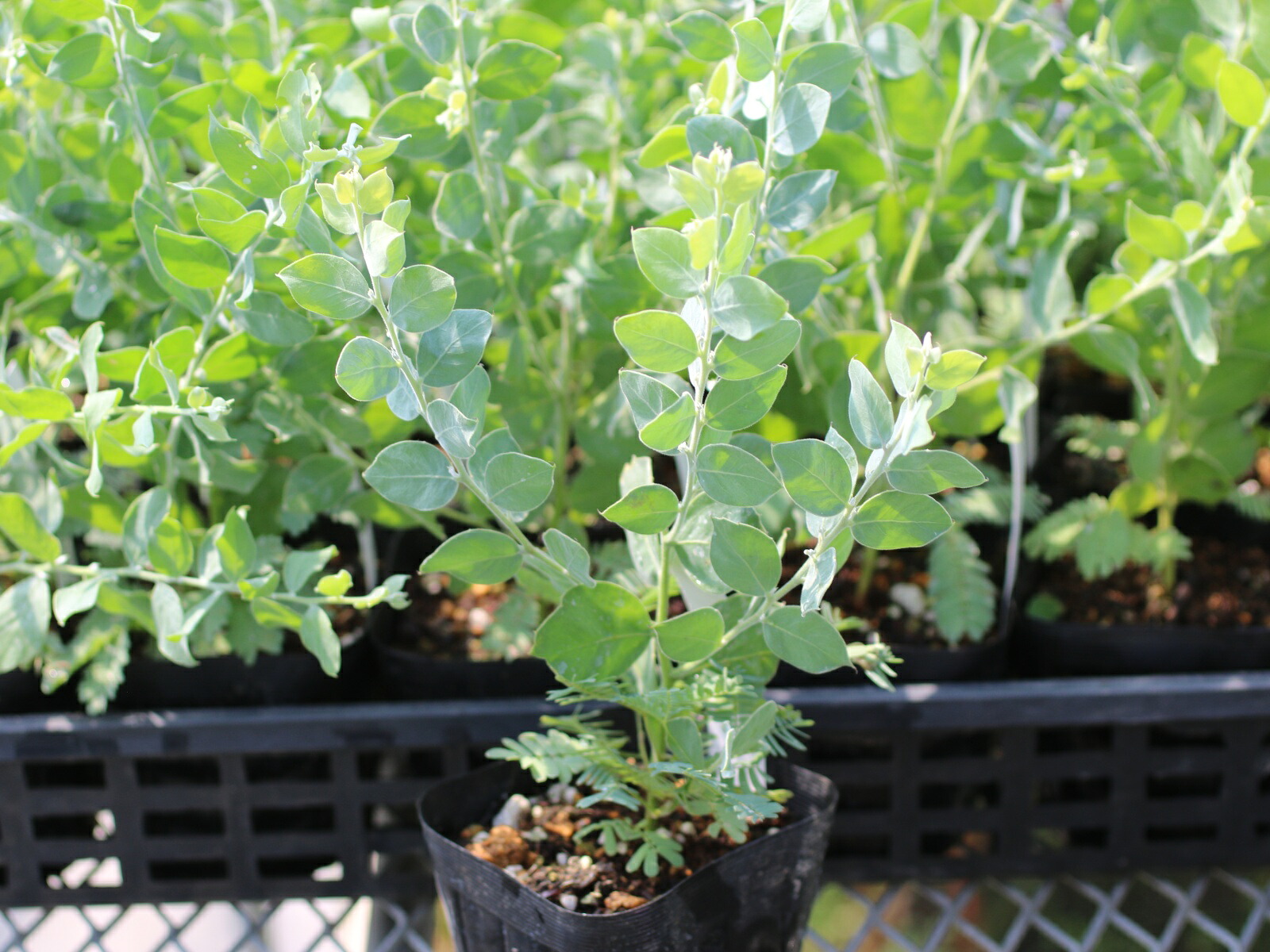 楽天市場】パールアカシア : おぎはら植物園