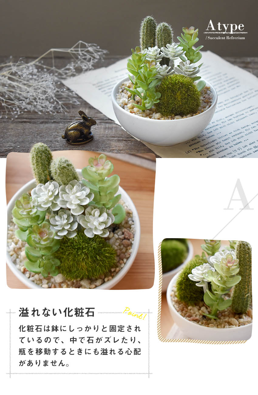 楽天市場】CT触媒 多肉植物 サキュレントリフレリウム 寄植え丸鉢 陶器