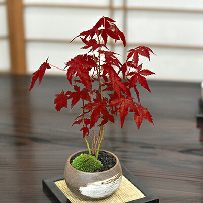 楽天市場】 紅葉を楽しむ盆栽 : 盆栽妙 楽天市場店