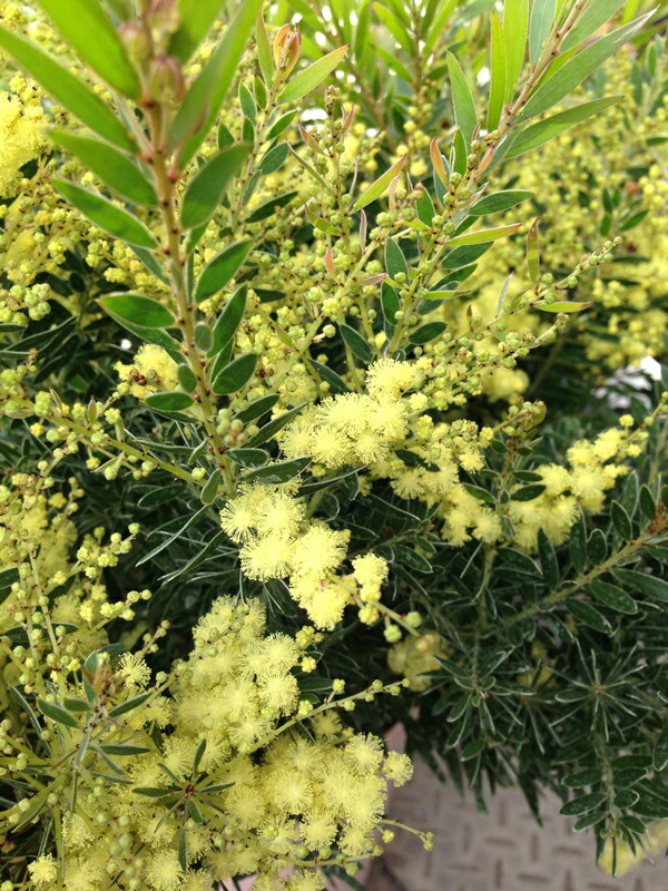 楽天市場】アカシア テレサ【花芽なし】 5号鉢植え苗（h13） : 千草園芸