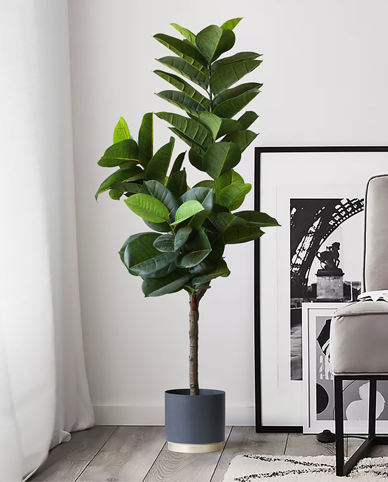 フェイクグリーン ゴムの木 150cm （Rubber tree ）