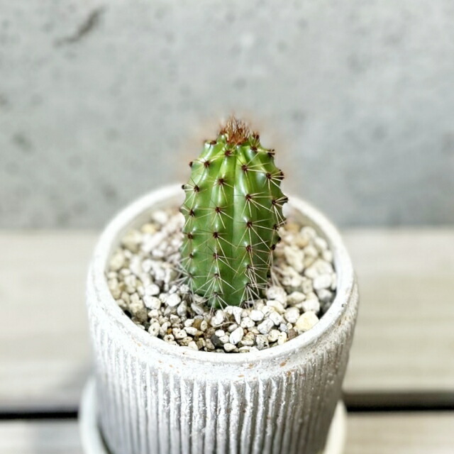 楽天市場】多肉植物【ステノケレウス属】ハシラサボテン 大王閣4号