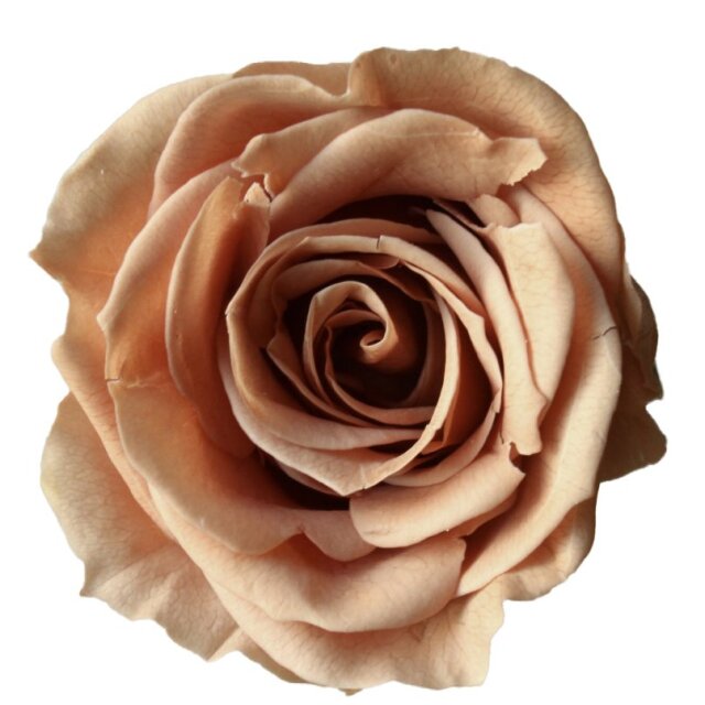 ローズ・いずみ ドライフラワー卸売り販売のミルキーウェイ