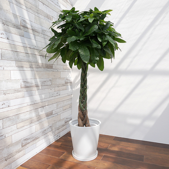 パキラ 10号鉢 観葉植物と植木鉢の専門店cocolate（ココレート）