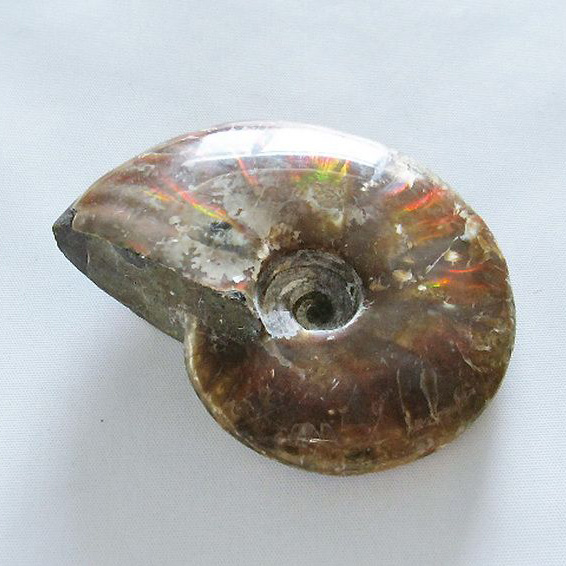虹入りアンモナイト化石[T485-3030]