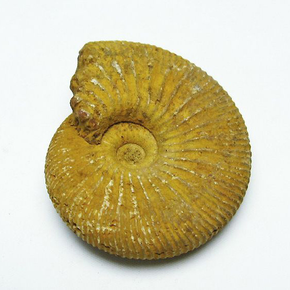 アンモナイト化石[T485-3127]
