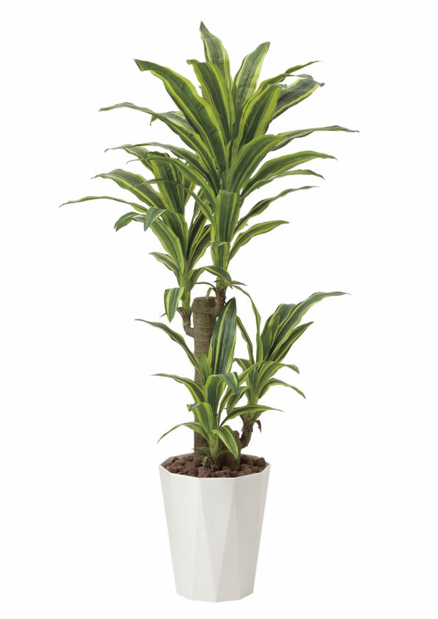 光触媒 人工観葉植物 幸福の木（ドラセナ）【光の楽園】