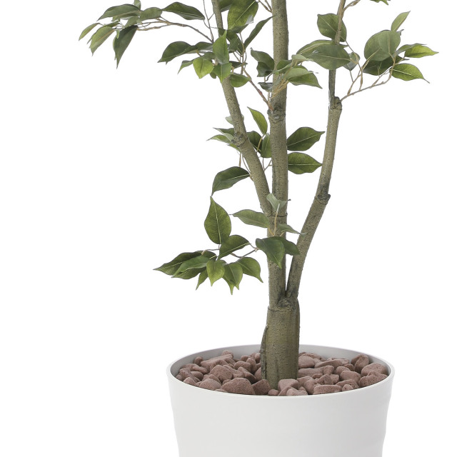 光触媒 光の楽園 フィカスツリー1.8m【インテリア フェイクグリーン