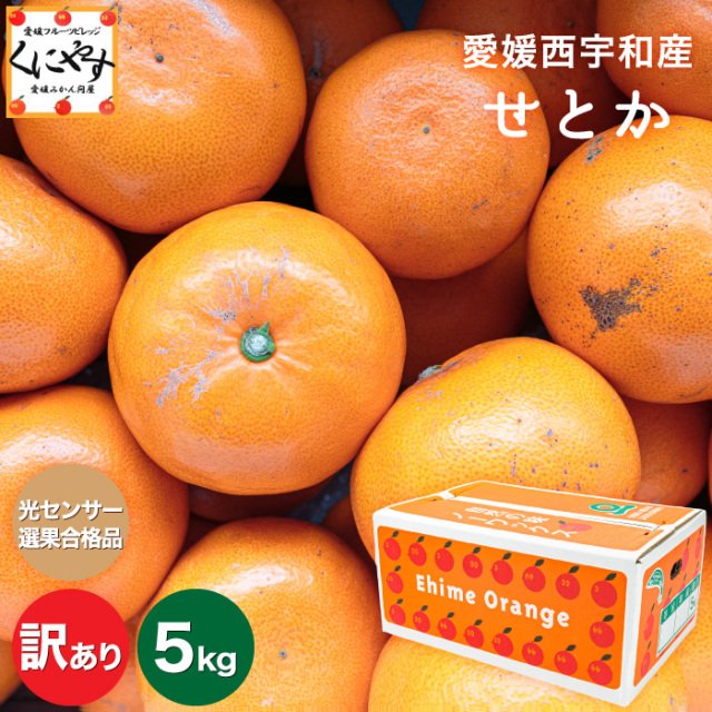 見た目傷あり・大きさ不ぞろいでお値打ち価格の愛媛西宇和産せとか【訳