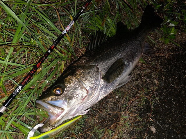 ツララ フライテクス グルーヴィ76C 【シーバスルアー専門店 キング