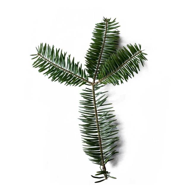 本物の木】もみの木(ウラジロモミ) 切り枝 約15～20cm 30本入り