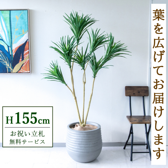 人工 観葉植物 フェイク グリーン ドラセナコンシネ H約155cm 店舗