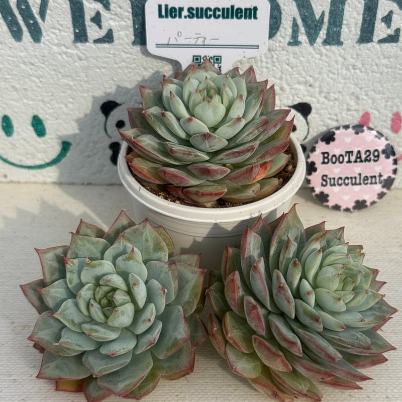 多肉植物 リエール苗 パーティー | BooTA29♡Succulent