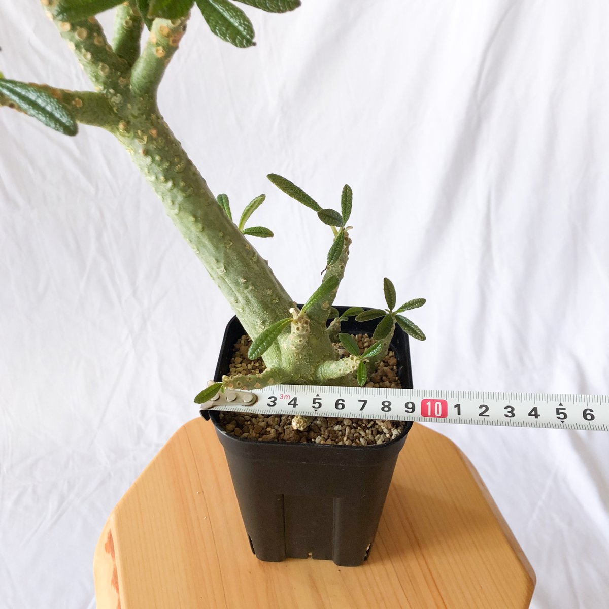 ドルステニア ギガス Dorstenia gigas 挿木 cutting 発根済 塊根植物多