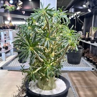 1】発根済 サイカスカイルンシアナ | KANIK