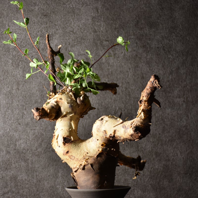 Commiphora kataf pure コミフォラ ピュアカタフ 発根済現地株 1 ソマリ