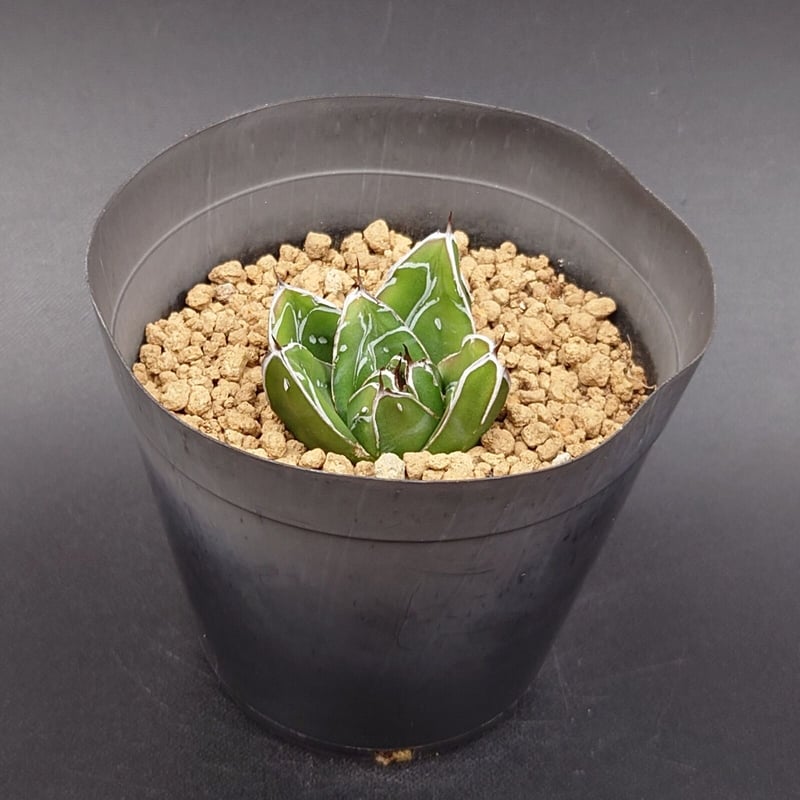 笹の雪D型/ヴィクトリアレジーナ | studio GP