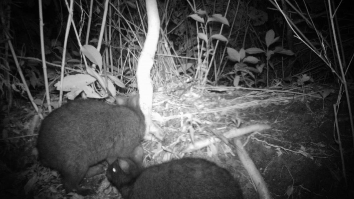 自然界でもシェアハウス 徳之島で希少種が同じ巣穴を有効活用 - 奄美