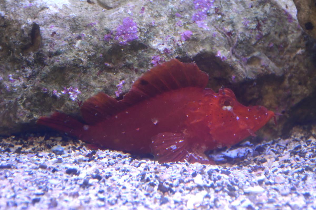 さかなクンが持ち込んだ幻の魚 新江ノ島水族館で54年ぶりに展示公開